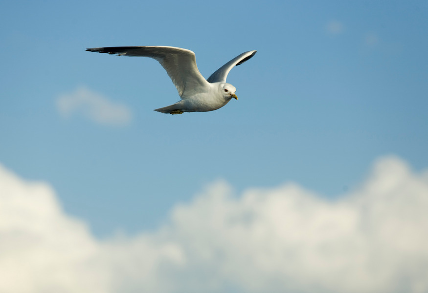 Seagull in flight / Photobank of Oleg Borisov / photobo.ru