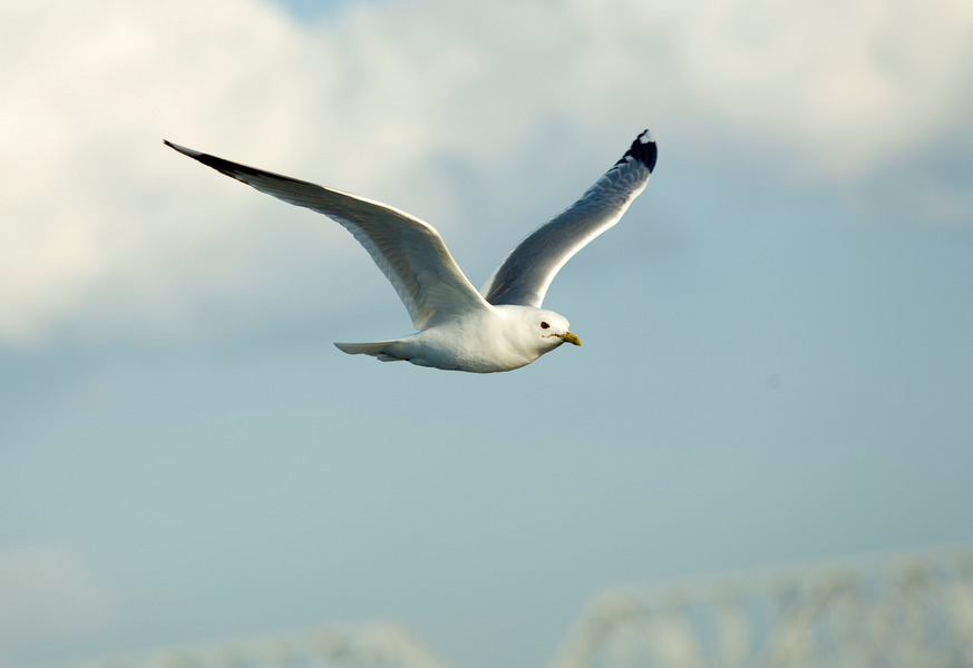 Seagull in flight / Photobank of Oleg Borisov / photobo.ru